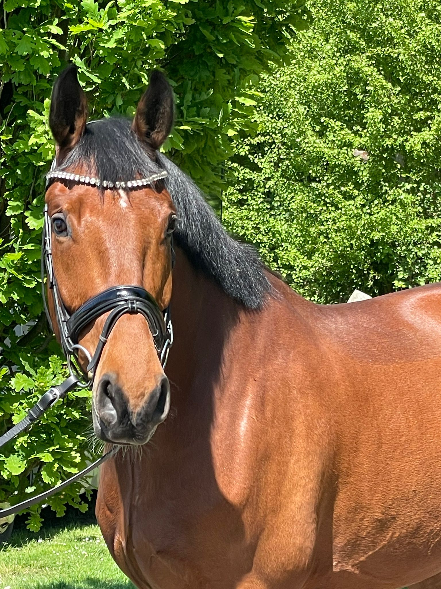 6 j Wallach ca 174 dieser Secret /San Amour Sohn 6 j Wallach ca 174 dieser Secret /San Amour Sohn