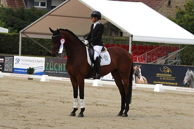 Verkaufspferd Wallach